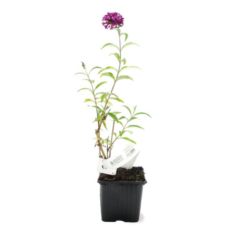 Arbre aux papillons 'Royal Red' (Buddleja davidii 'Royal Red') - Godet 9cm - Pépinières Naudet - Imagen 2