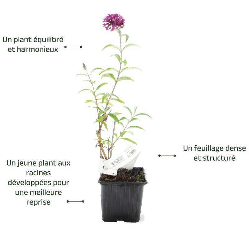 Arbre aux papillons 'Royal Red' (Buddleja davidii 'Royal Red') - Godet 9cm - Pépinières Naudet - Imagen 3