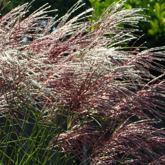 Miscanthus sinensis Grosse Fontäne - Eulalie Godet de 8/9 cm