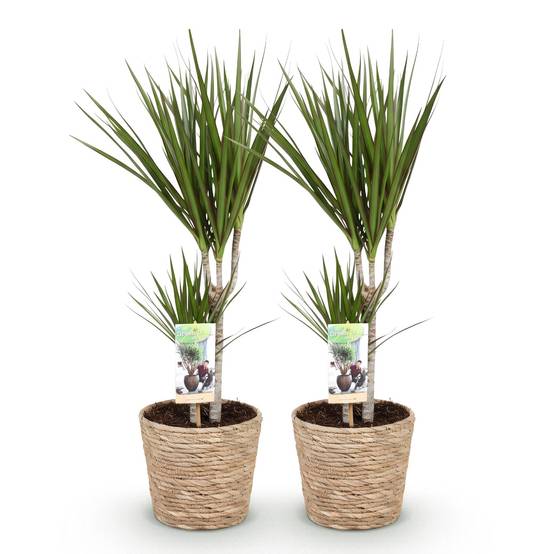 Dracaena Marginata - Arbre Dragon - Lot de 2 Plantes - Pot de 17cm - Hauteur 70-80cm - Plantes d'intérieur - Image 2