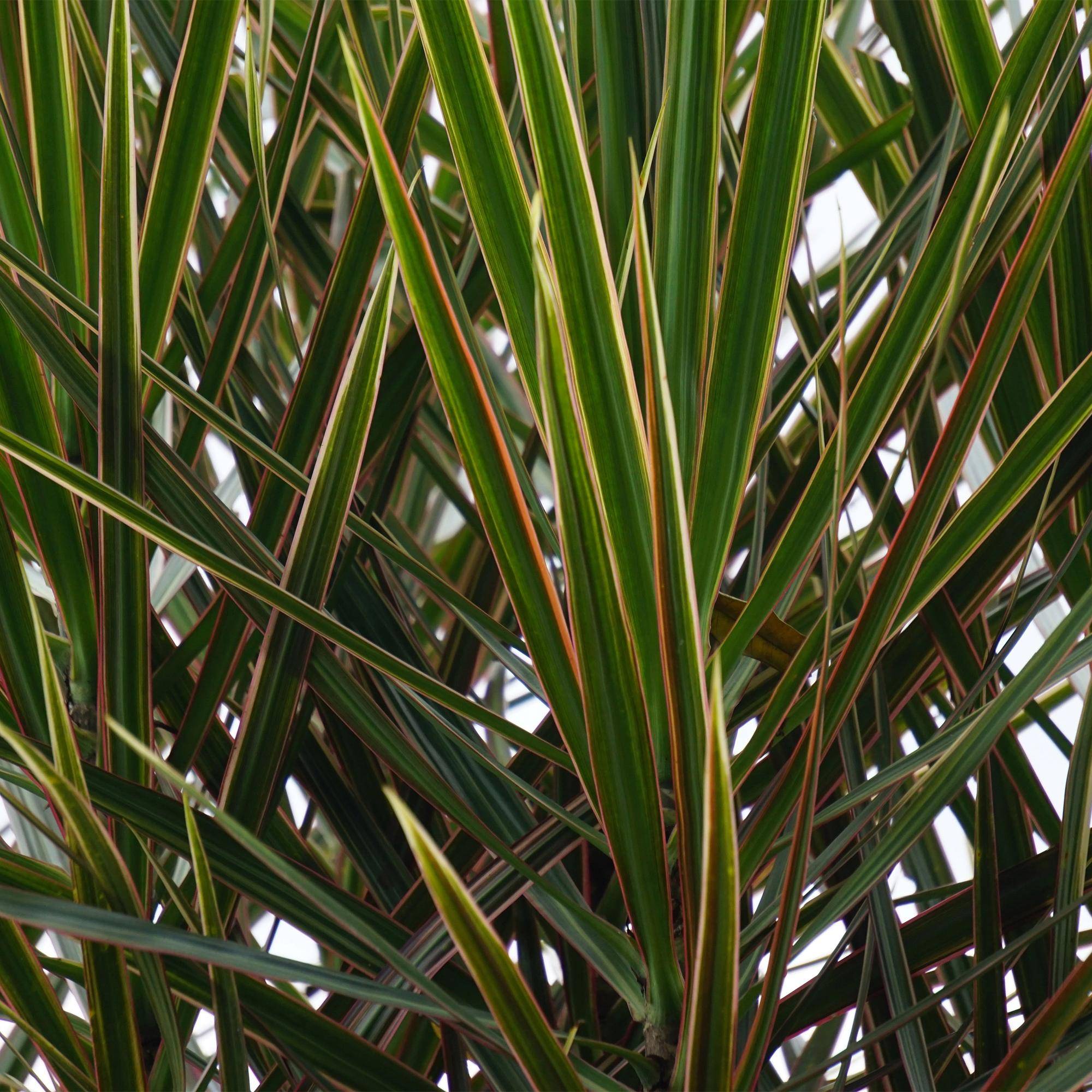 Dracaena Marginata - Arbre Dragon - Lot de 2 Plantes - Pot de 17cm - Hauteur 70-80cm - Plantes d'intérieur - Image 5