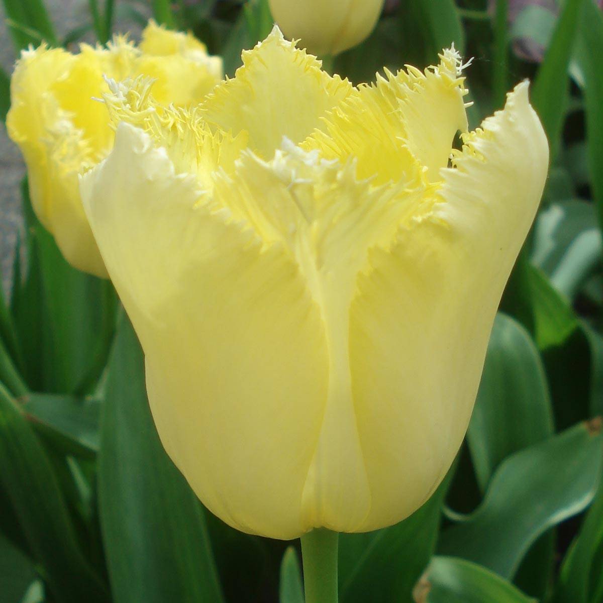 Promesse de Fleurs - Tulipe dentelée Maja Bulbe calibre 11+ (par 10)