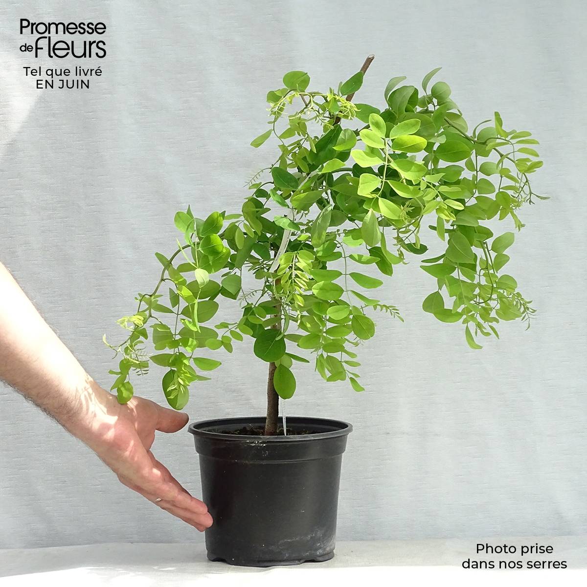 Promesse de Fleurs - Robinia pseudoacacia Twisty Baby - Acacia nain tortueux. Pot de 3L/4L