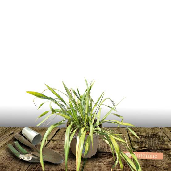 Lin de Nouvelle-Zélande Golden Ray, Phormium - Pot de 4L - 40/60 cm - Image 2