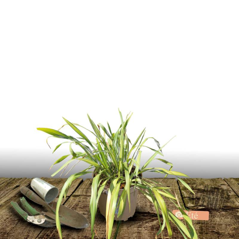 Lin de Nouvelle-Zélande Golden Ray, Phormium - Pot de 4L - 40/60 cm - Image 3