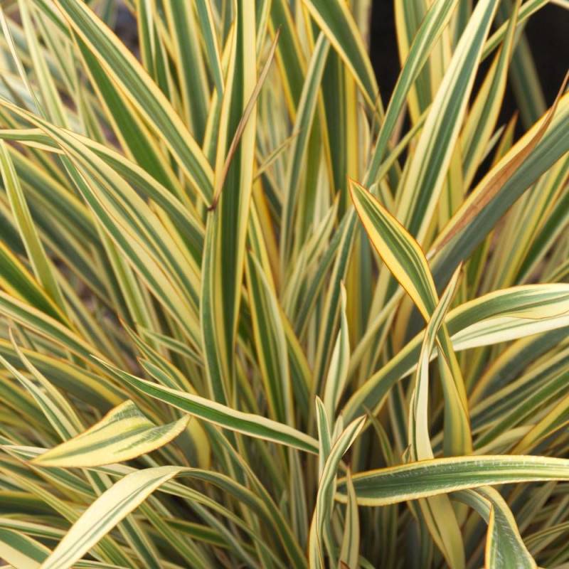 Lin de Nouvelle-Zélande Golden Ray, Phormium - Pot de 4L - 40/60 cm - Image 1