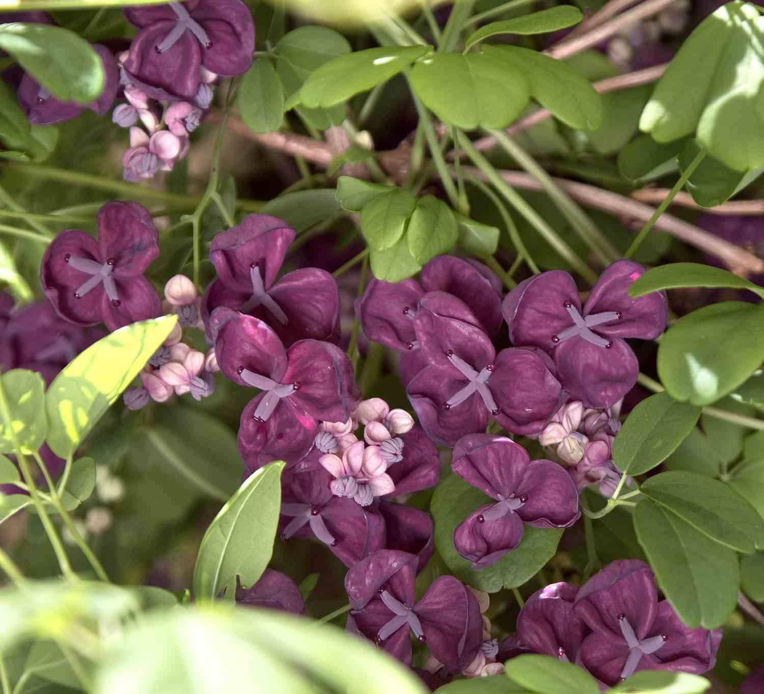 Sans Marque - Akebia quinata (Vigne chocolat) Couleur floraison:Violet - Taille:Pot de 2 litres - 80/100 cm - Image 2