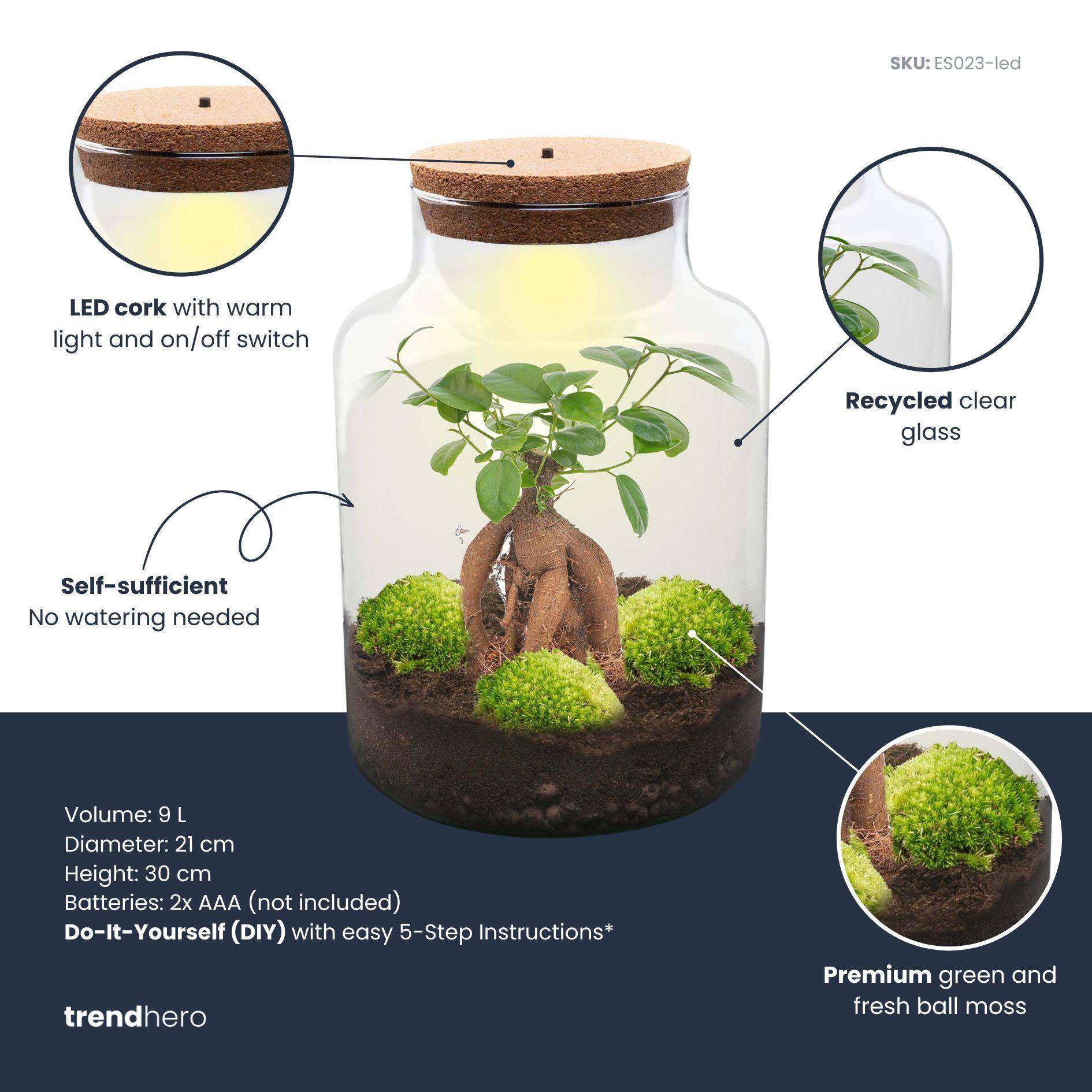 Terrarium à composer bouteille en verre recyclé - Ø21-H30cm - avec râteau, pelle et pince - Ficus - Terrarium DIY - Image 3