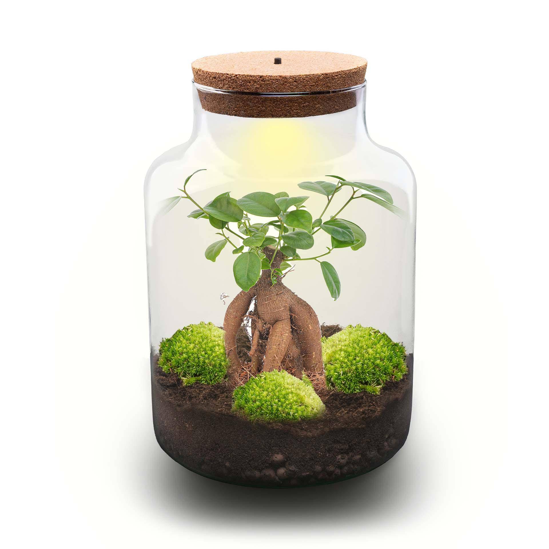 Terrarium à composer bouteille en verre recyclé - Ø21-H30cm - avec râteau, pelle et pince - Ficus - Terrarium DIY - Image 2