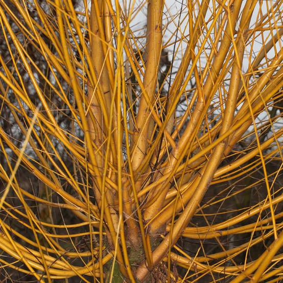 Salix alba Golden Ness - Saule blanc à bois doré Pot de 4L/5L - Image 1