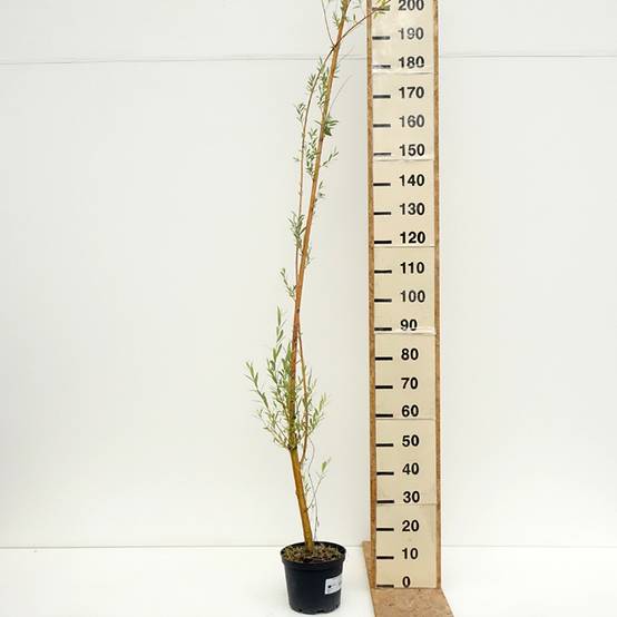 Salix alba Golden Ness - Saule blanc à bois doré Pot de 4L/5L - Image 2