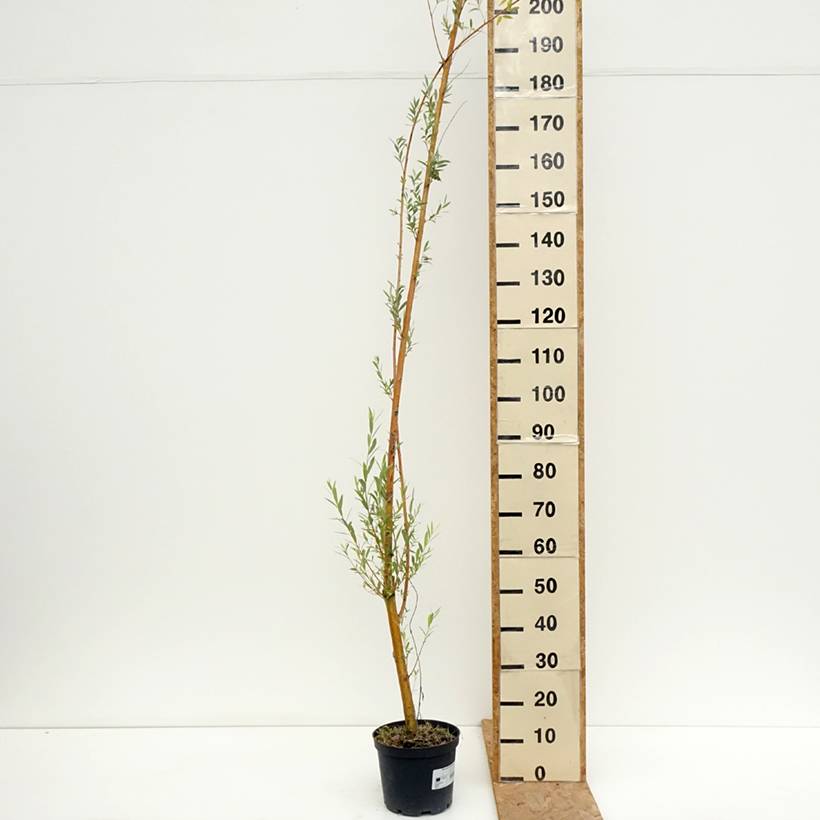 Salix alba Golden Ness - Saule blanc à bois doré  Pot de 4L/5L - Image 2