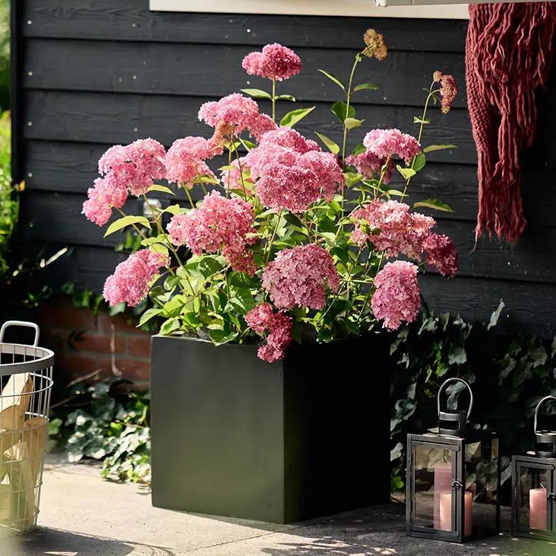 Hortensia de Virginie MAGICAL® Dark Pink 'Bokodapi', Hortensia arborescens à fleurs Rose/ - feuillage Caduc - Pot de 4L - 40/60 cm
