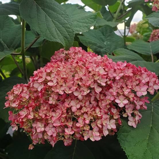 Hortensia de Virginie MAGICAL® Dark Pink 'Bokodapi', Hortensia arborescens à fleurs Rose/ - feuillage Caduc - Pot de 4L - 40/60 cm - Image 3