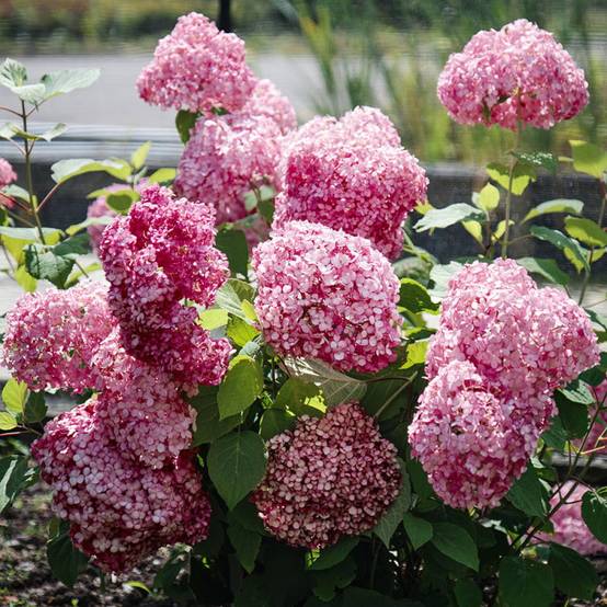 Hortensia de Virginie MAGICAL® Dark Pink 'Bokodapi', Hortensia arborescens à fleurs Rose/ - feuillage Caduc - Pot de 4L - 40/60 cm - Image 2