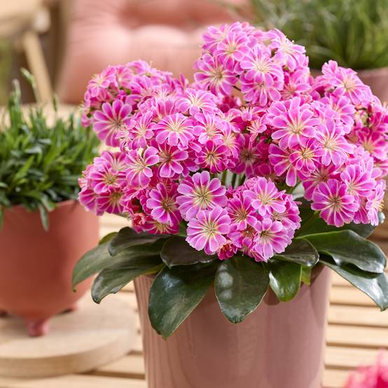 Lewisia Safira Tropic Pink Godet de 8/9 cm