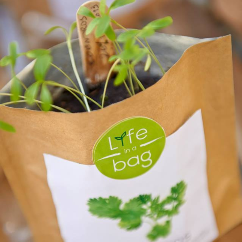 Life In A Bag - Life in a Bag - Kit bio prêt à pousser Coriandre - Image 4