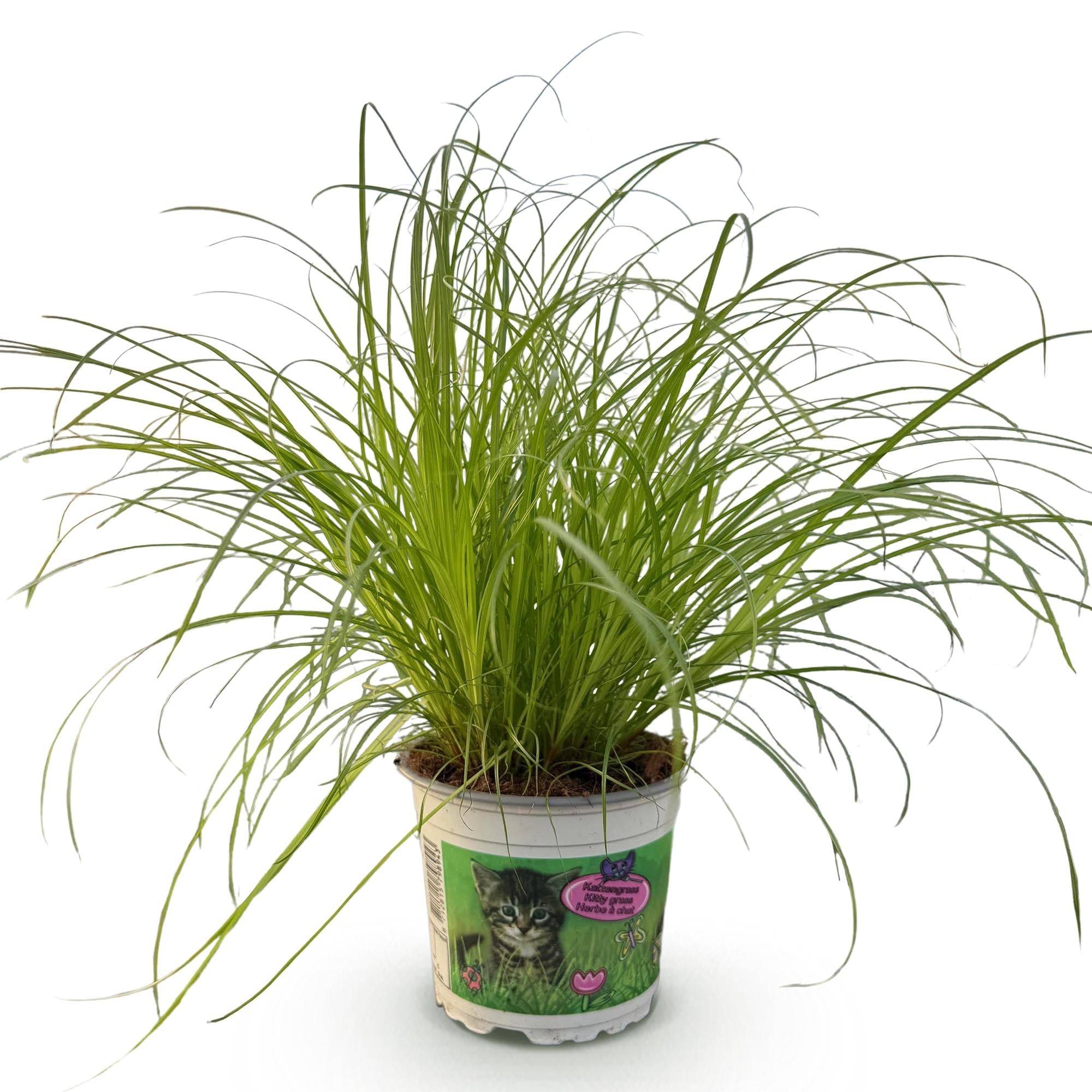 La Green Touch - Herbe à Chat - Image 3
