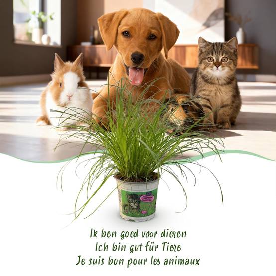 Herbe à Chat - Image 5