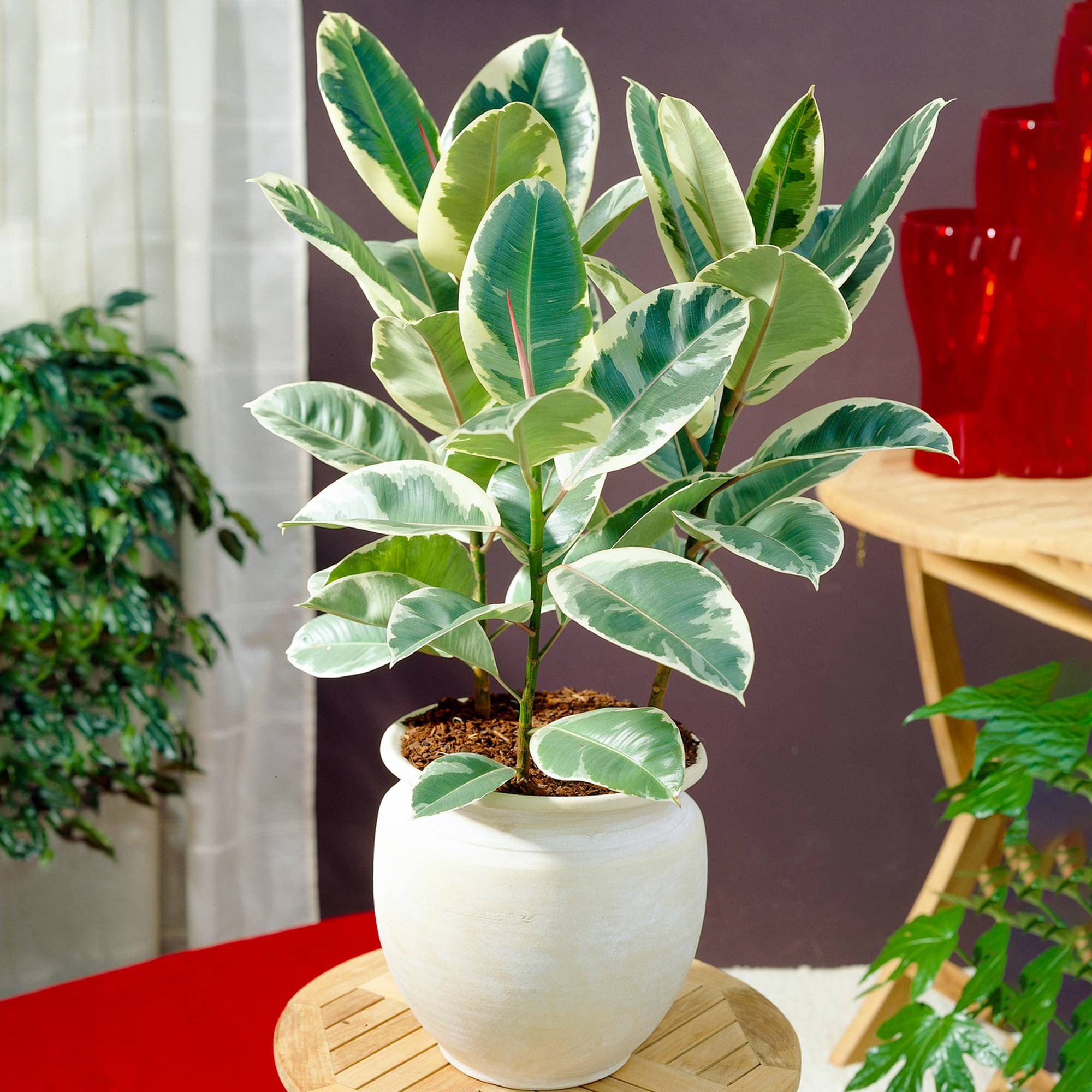Gardenersdream - Ficus Elastica – Arbre À Caoutchouc | Vente De Plante D’Intérieur De Qualité En Pot 30-40 Cm - GardenersDream - Image 1