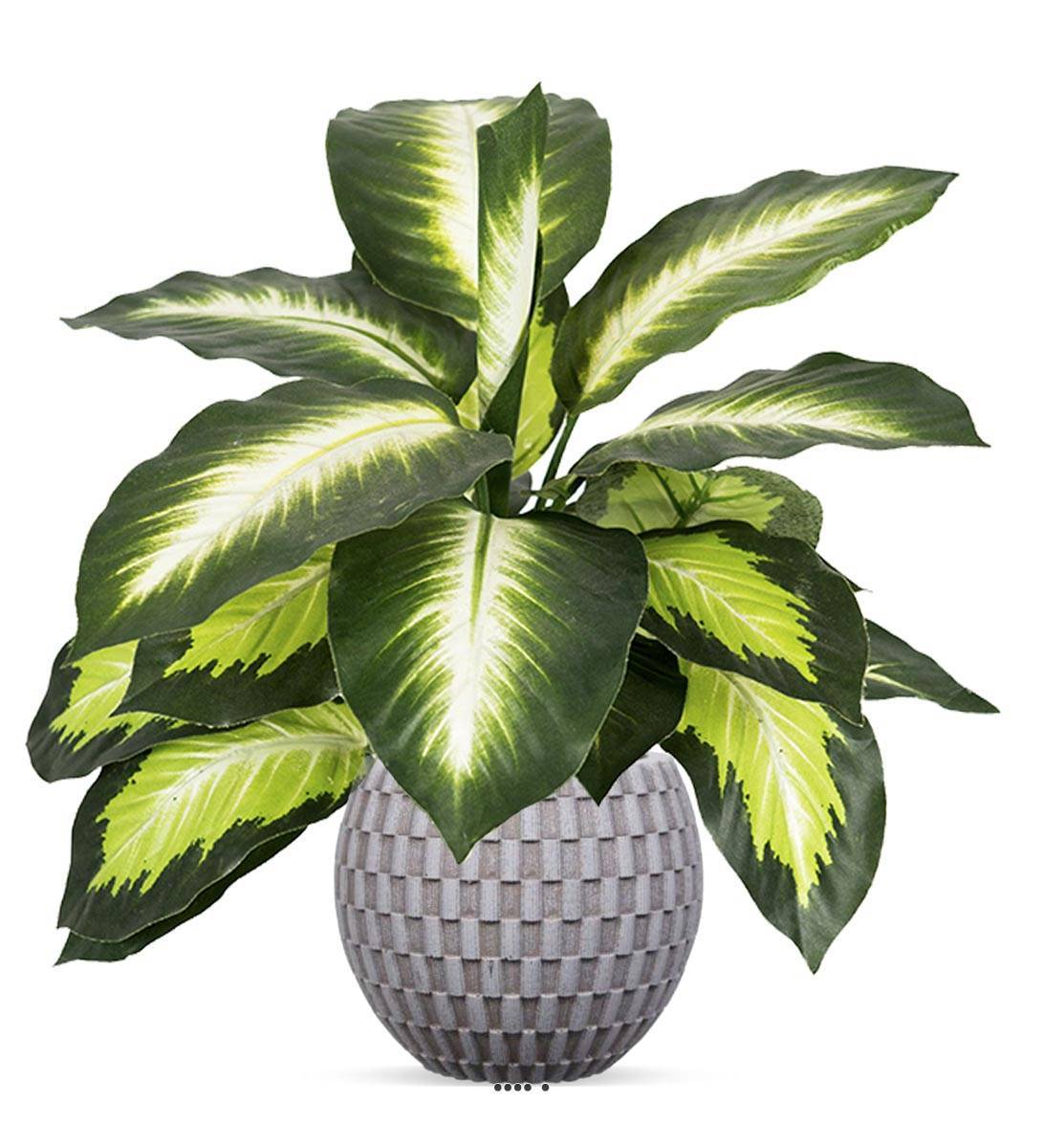 Artificielles - Dieffenbachia factice en pot H38cm feuilles tergal enduit superbe - Imagen 2