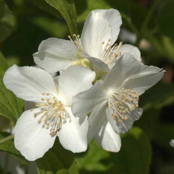 Philadelphus coronarius Pot de 4L/5L - Image 1