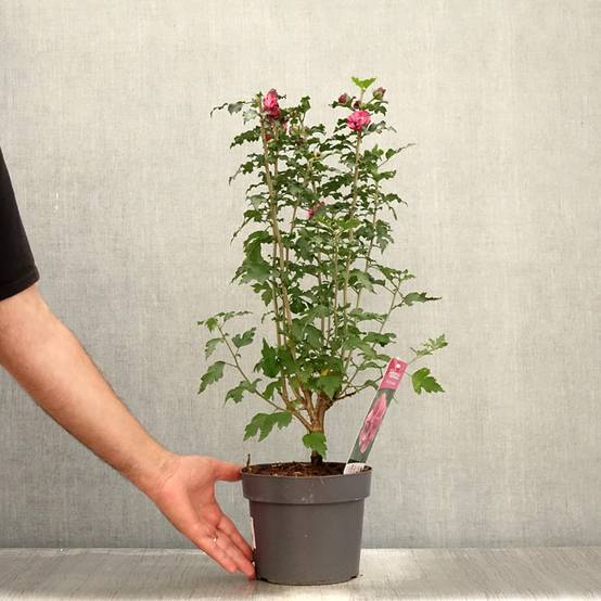 Hibiscus syriacus Duc de Brabant - Althéa double rouge Pot de 3L/4L - Image 2