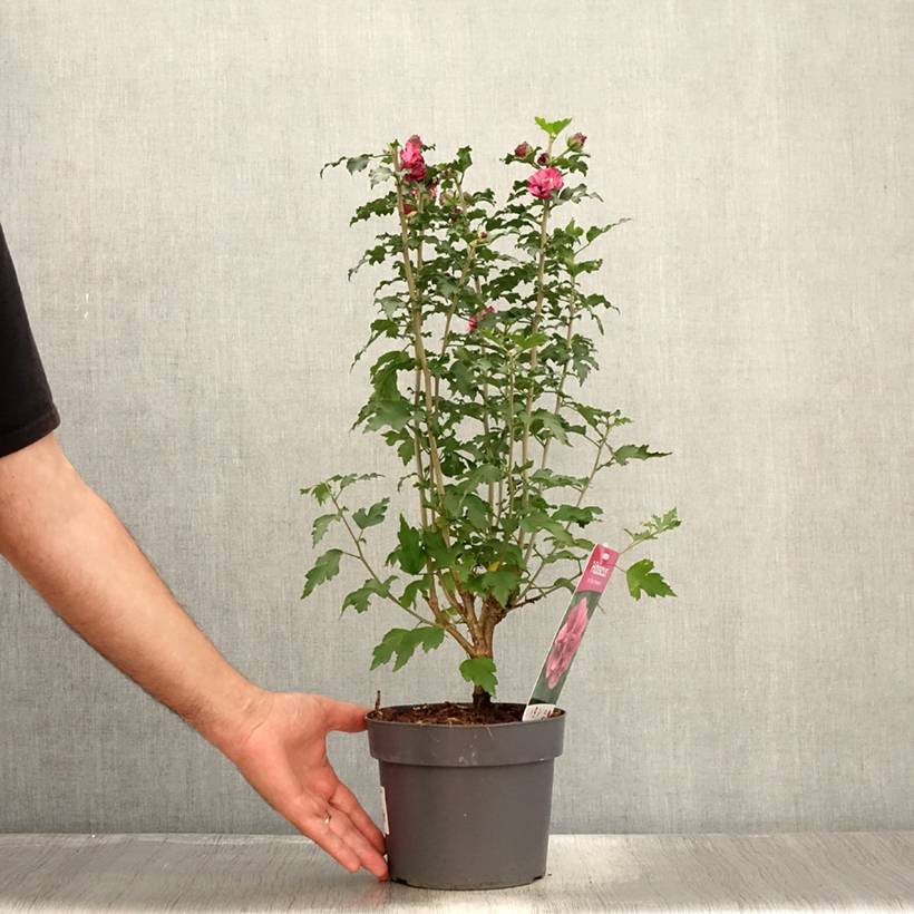 Hibiscus syriacus Duc de Brabant - Althéa double rouge Pot de 3L/4L - Image 2