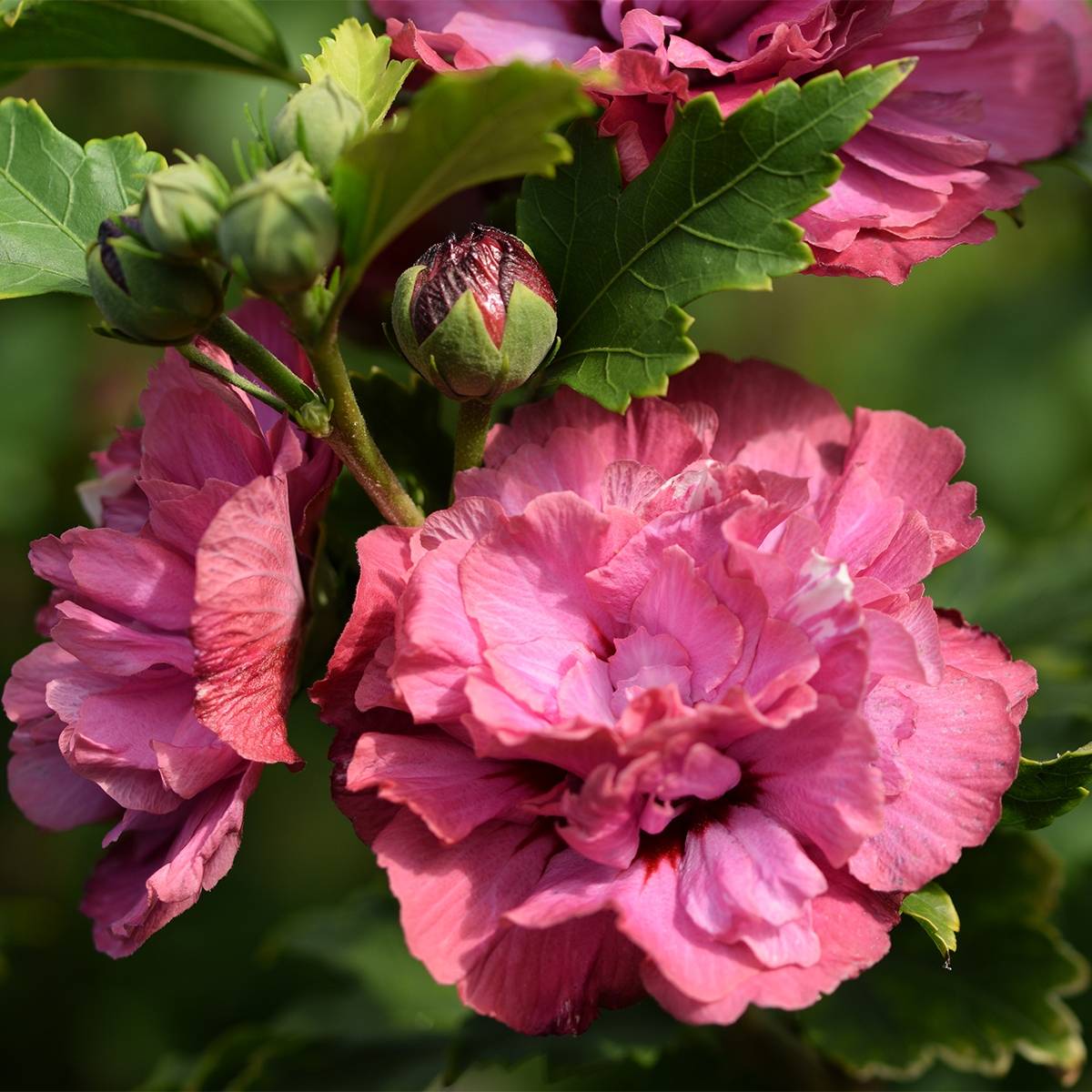 Hibiscus syriacus Duc de Brabant - Althéa double rouge Pot de 3L/4L - Image 1