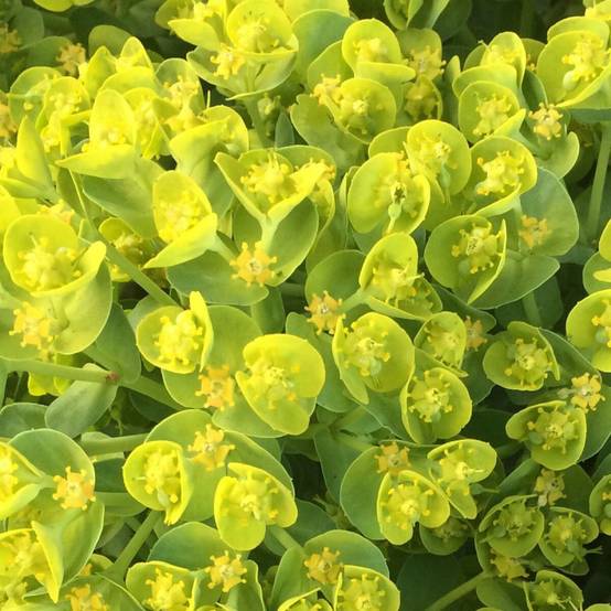 Euphorbe polychrome à fleurs Jaune - feuillage Persistant - Godet- hauteur à maturité De 0,15 m à 0,50 m - Image 1