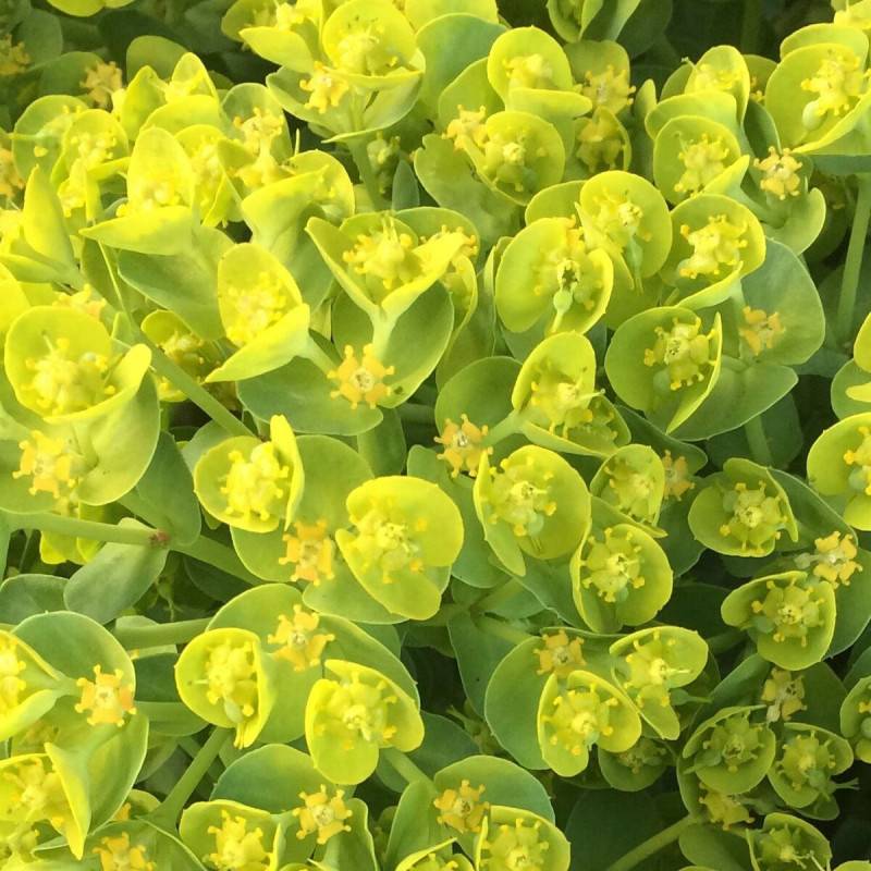 Euphorbe polychrome à fleurs Jaune - feuillage Persistant - Godet-  hauteur à maturité De 0,15 m à 0,50 m - Image 1