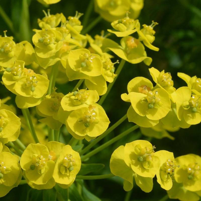 Euphorbe polychrome à fleurs Jaune - feuillage Persistant - Godet-  hauteur à maturité De 0,15 m à 0,50 m - Image 2
