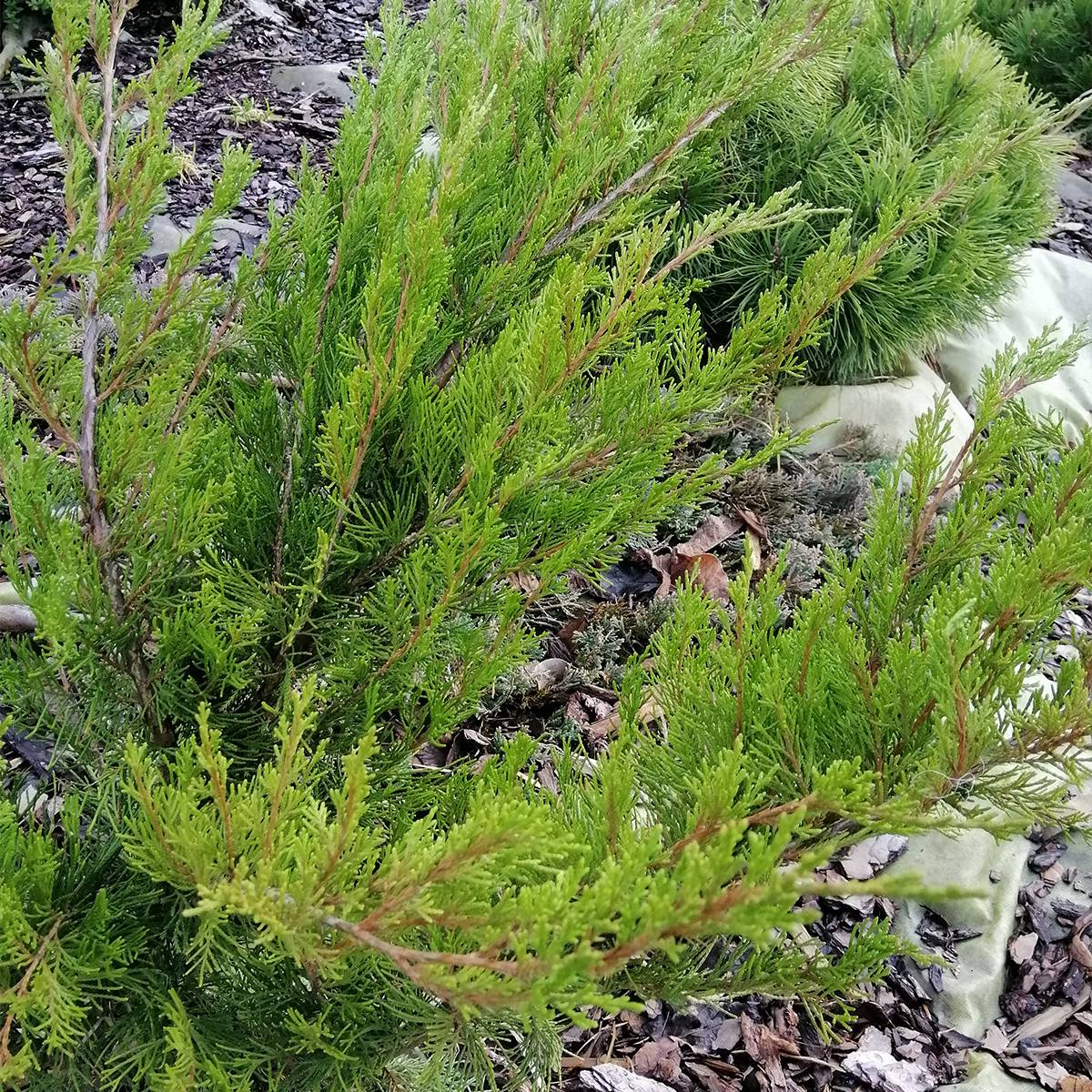 Genévrier - Juniperus x media Mint Julep Godet de 8/9 cm