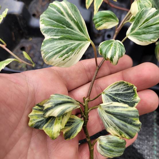 Promesse de Fleurs - Lierre commun - Hedera helix Reef Shell Godet de 8/9 cm