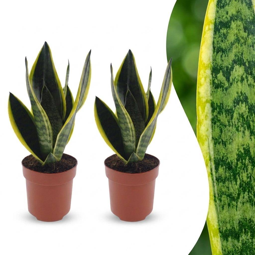 Sansevieria Futura Superba - Langue de belle-mère - Pot de 12cm - 2 plantes - Sans cache-pot - Plantes d'intérieur - Image 1