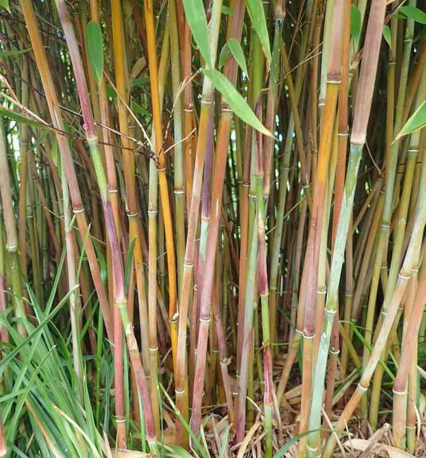 Fargesia sp Jiuzhaigou Deep Purple (Bambou non traant) Taille:Pot 30  Litres - 150/200cm - 12/20 cannes - Jardiland