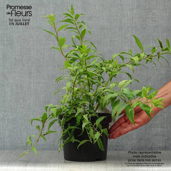 Forsythia Marée d'Or - Mimosa de Paris Pot de 3L/4L - Image 2