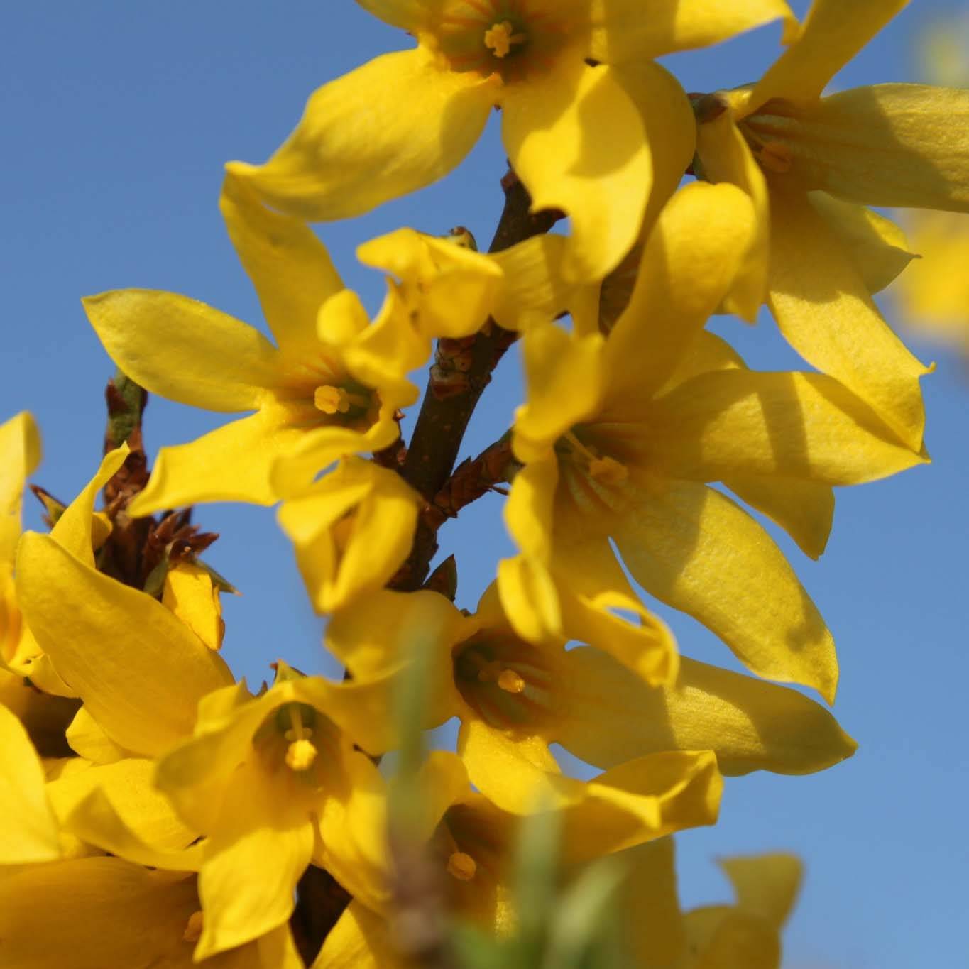 Forsythia Marée d'Or - Mimosa de Paris Pot de 3L/4L