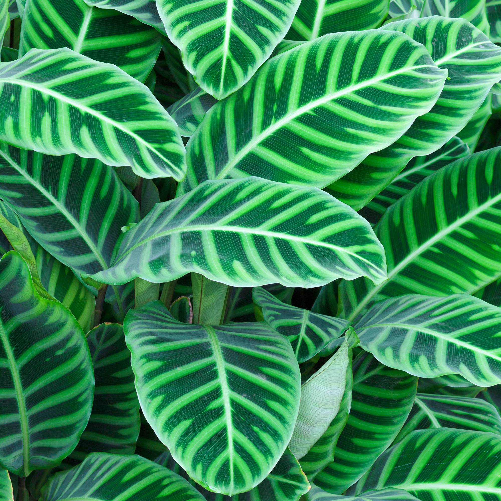 Gardenersdream - Calathea Zebrina | Cadeau De Plante D'Intérieur Tropicale Et Vive | (30-40 Cm Pot Inclus) - GardenersDream - Imagen 1