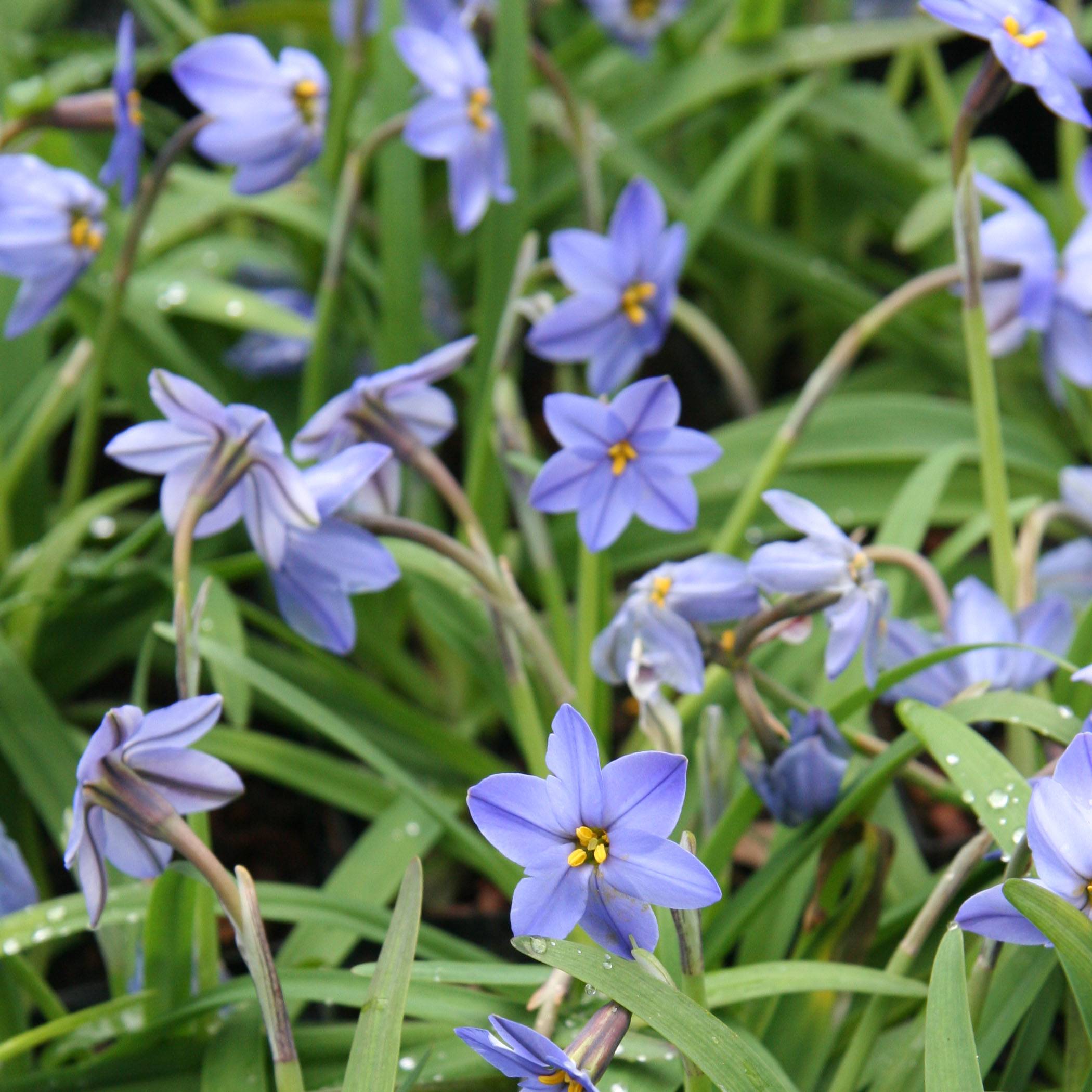 Promesse de Fleurs - Ipheion uniflorum Jessie Bulbe calibre I (par 20)