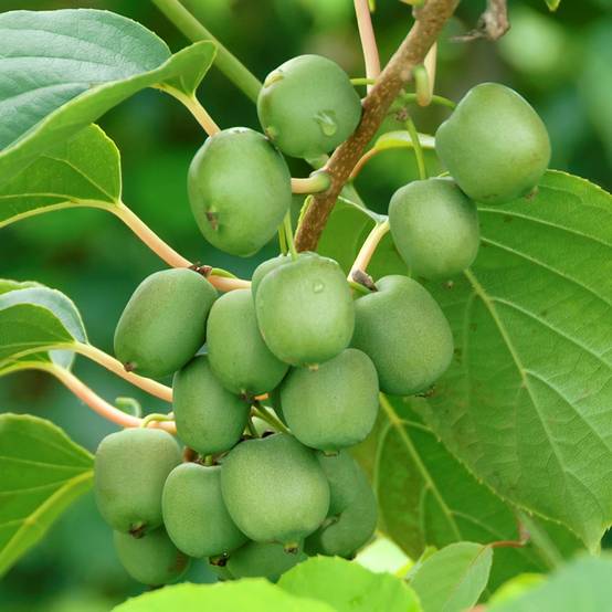 Promesse de Fleurs - Kiwai femelle Fresh Jumbo - Actinidia arguta Pot de 2L/3L
