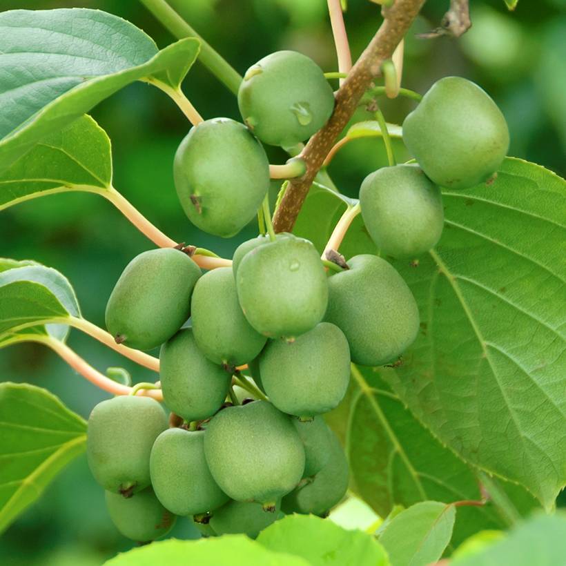 Promesse de Fleurs - Kiwai femelle Fresh Jumbo - Actinidia arguta Pot de 2L/3L