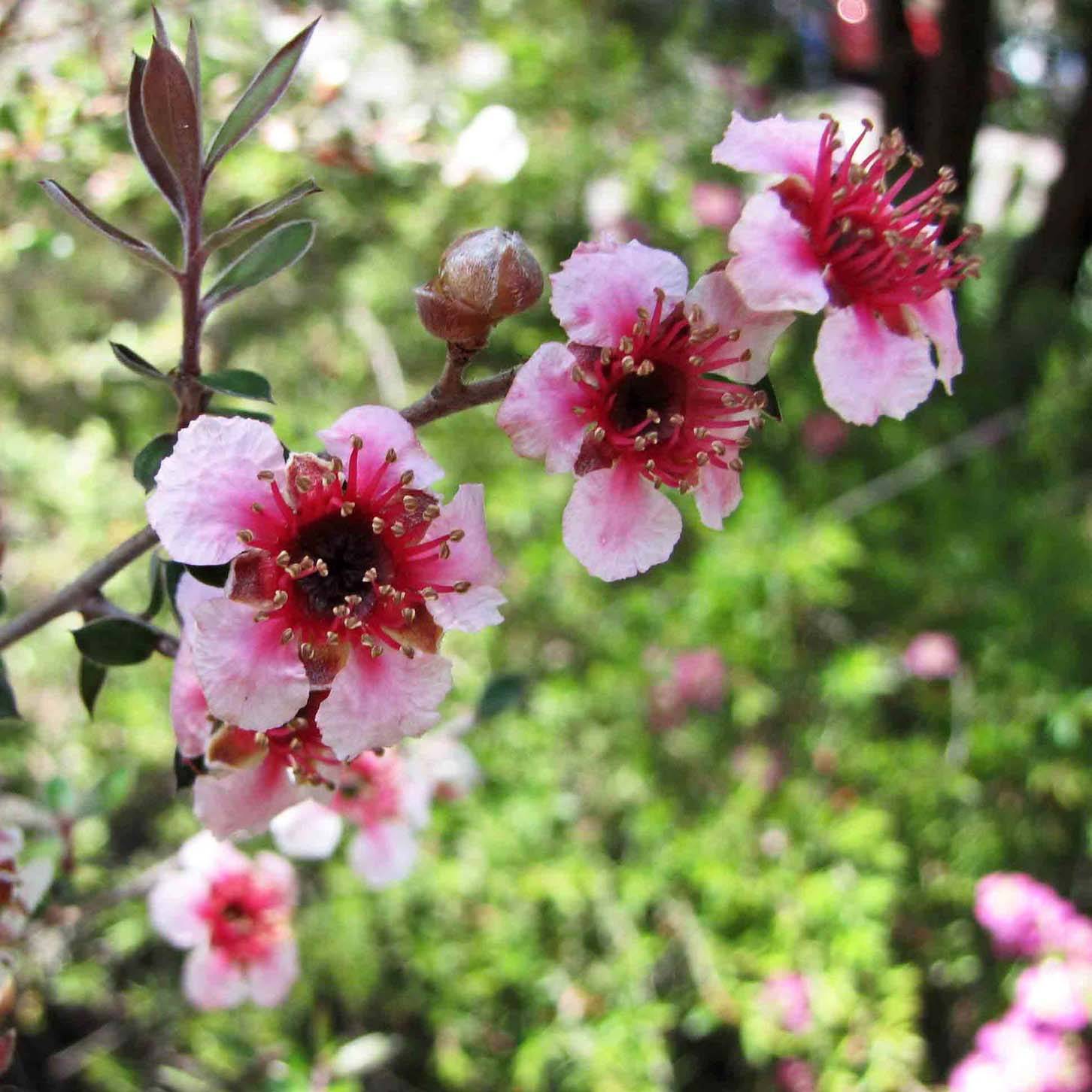 Promesse de Fleurs - Leptospermum lanigerum Mesmer Eyes - Arbre à thé Pot de 2L/3L