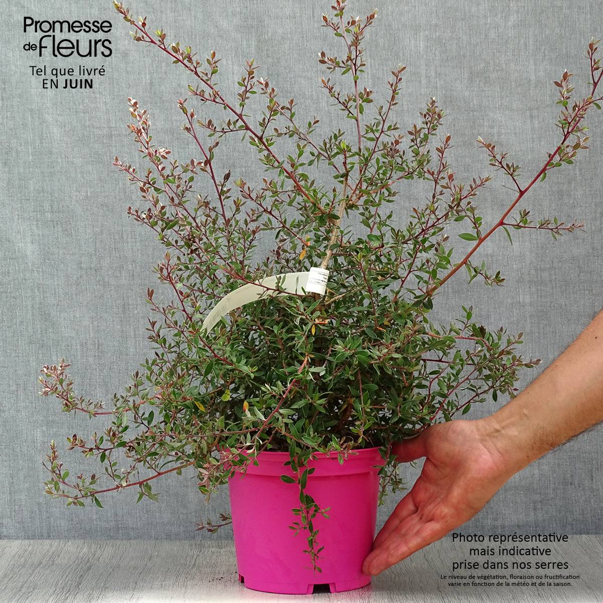 Promesse de Fleurs - Leptospermum lanigerum Mesmer Eyes - Arbre à thé Pot de 2L/3L - Image 2
