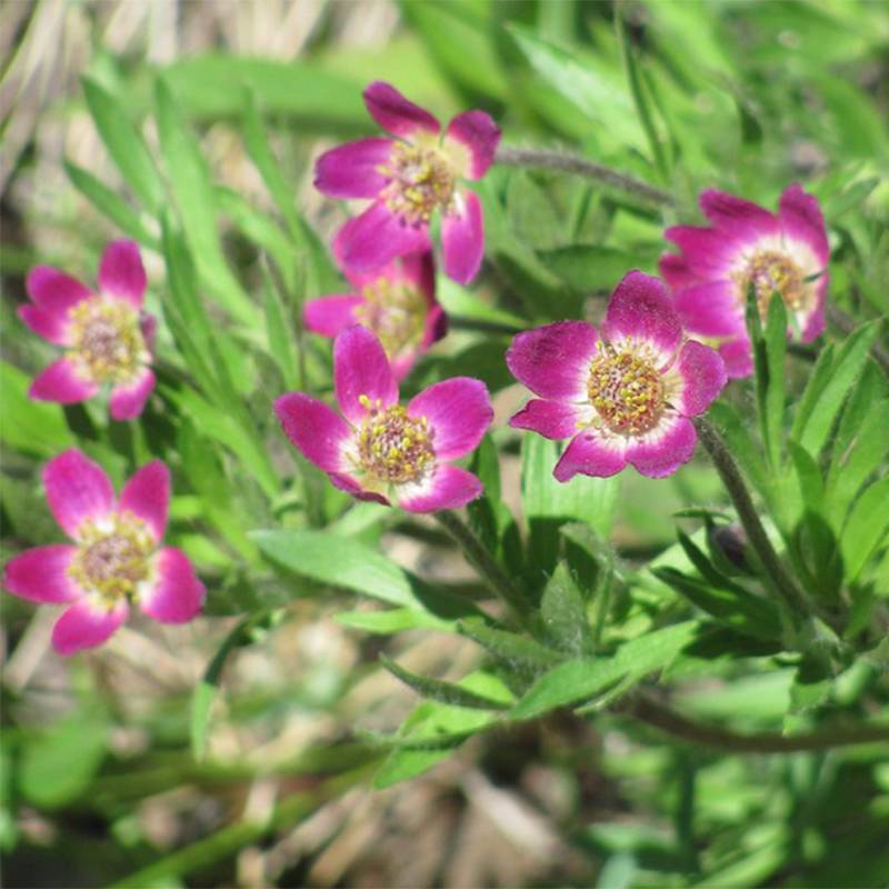 Anemone multifida Rubra - Anémone multifide Godet de 8/9 cm