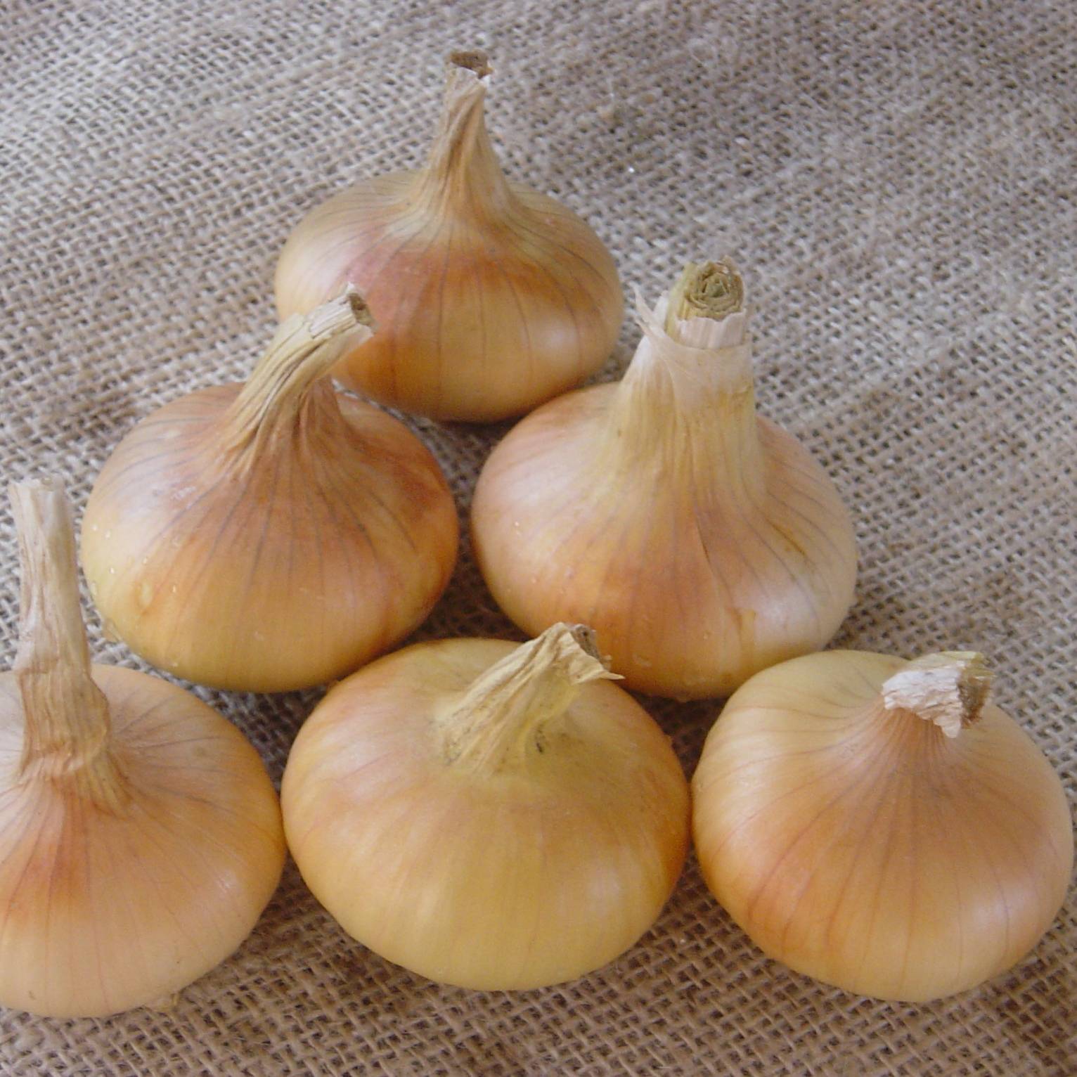 Promesse de Fleurs - Oignon Stuttgarter Riesen - Allium cepa en plants Pièce calibre 14/21 mm, Sac de 250g