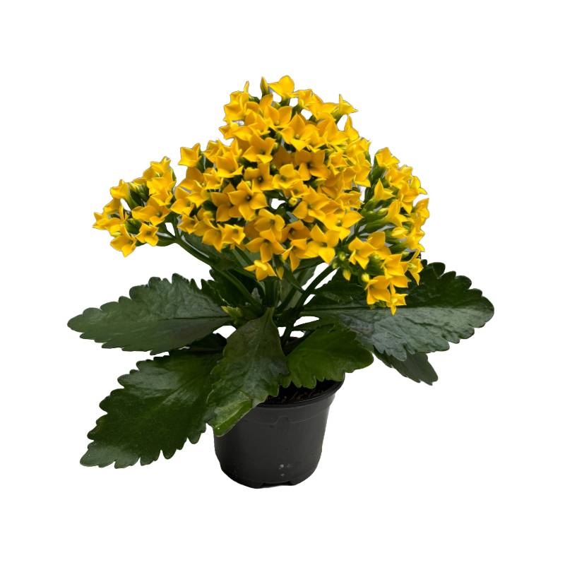 Horti-Flandre - Kalanchoe jaune pot 9 cm