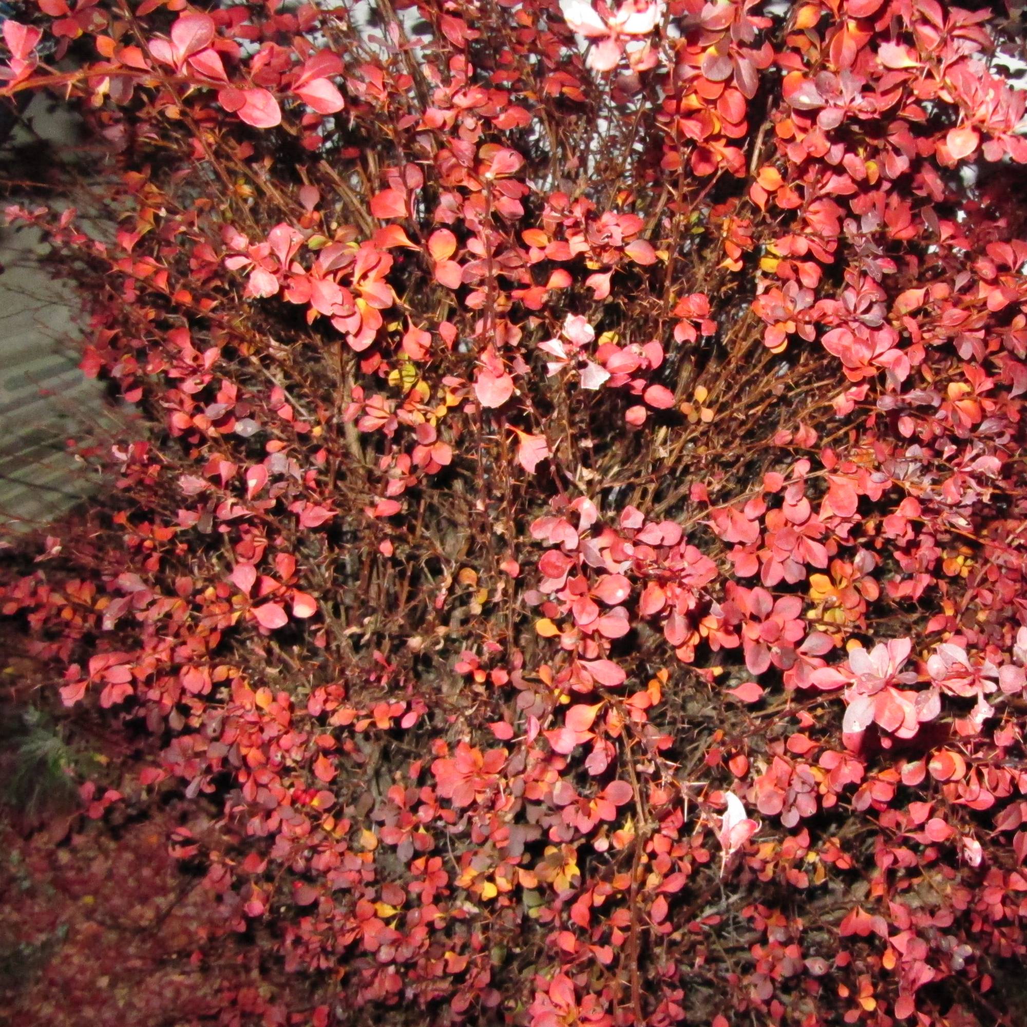 Berberis thunbergii Fireball - Epine-vinette Pot de 2L/3L