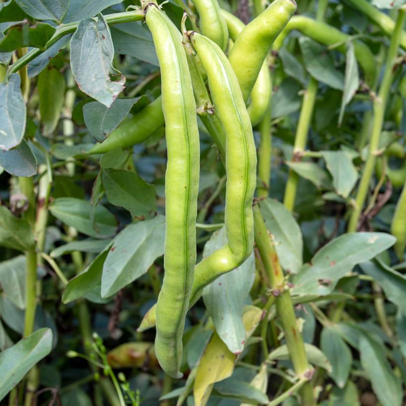 Fève Aguadulce très longue cosse le sachet de 50 ? 100 graines environ (100g)