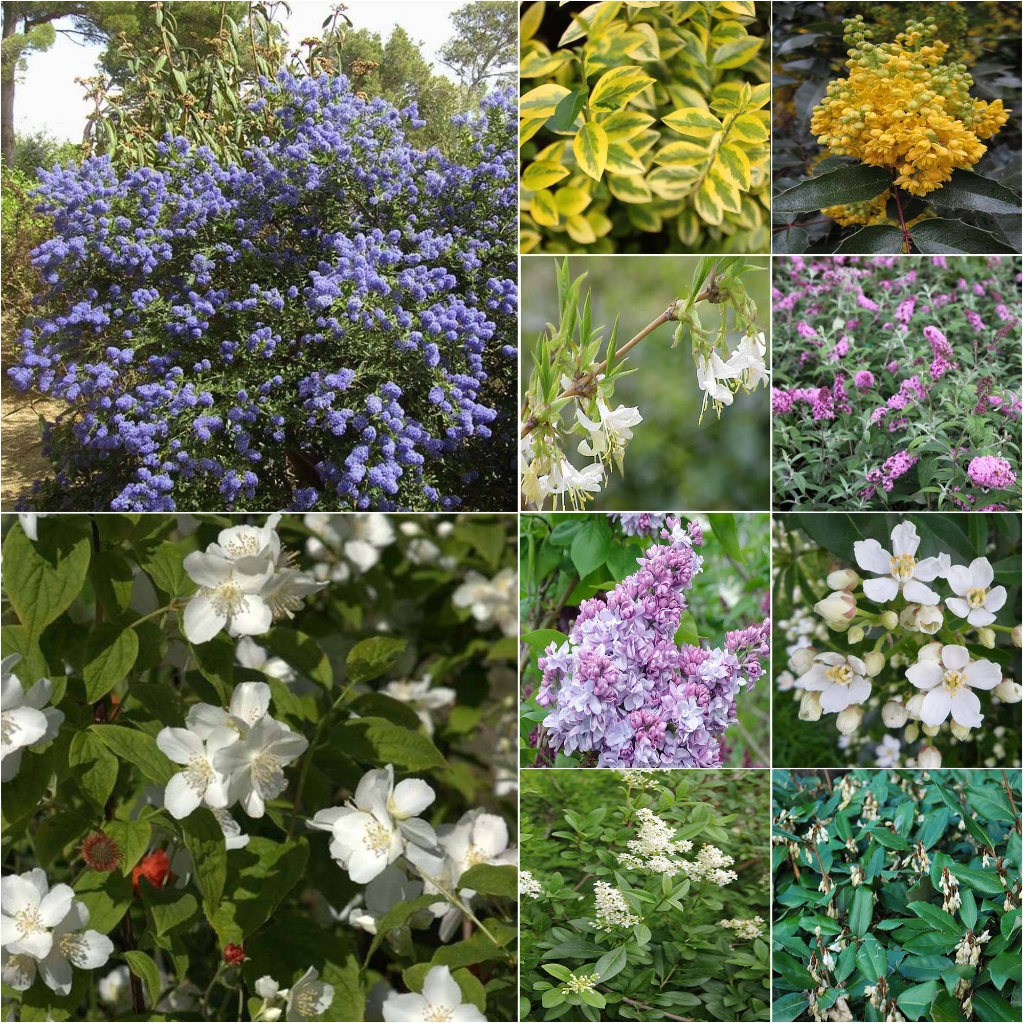 Promesse de Fleurs - Kit haie parfumée et fleurie éco - Collection de 10 plantes